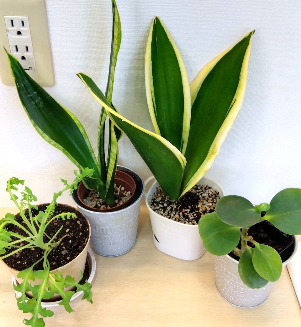 浜店の観葉植物たち