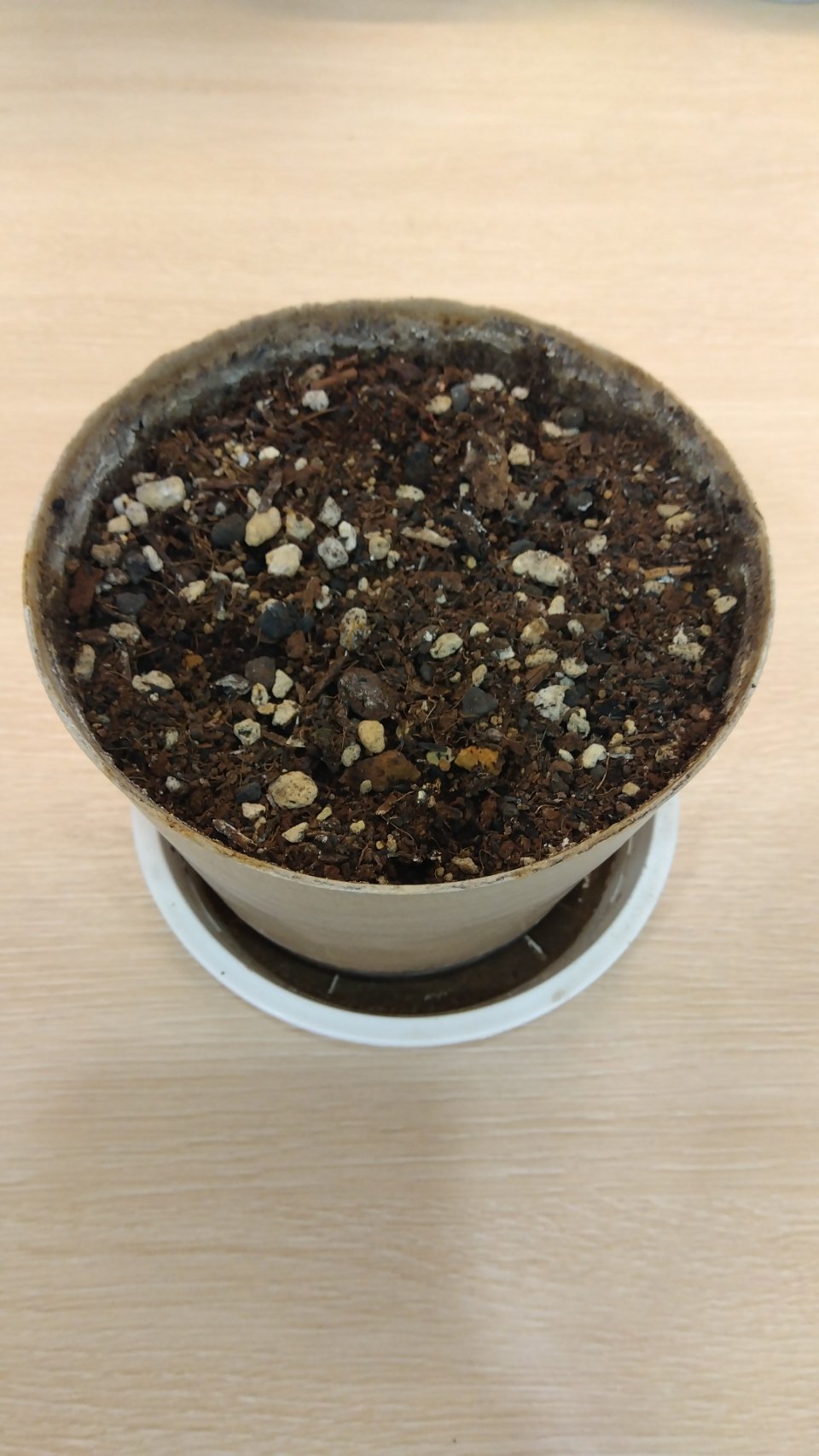 枯れてしまった植物から気づいたこと…